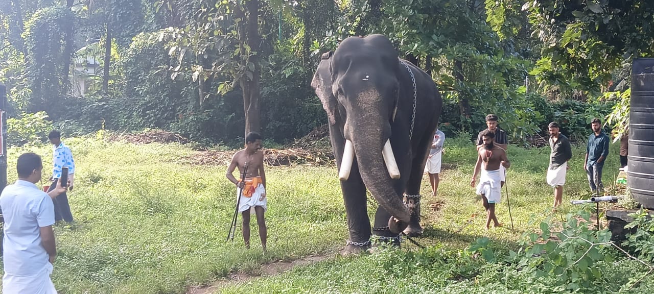 ഗജവീരൻ മലയാലപ്പുഴ രാജനെ ആനത്തറിയിൽ നിന്നും മാറ്റി